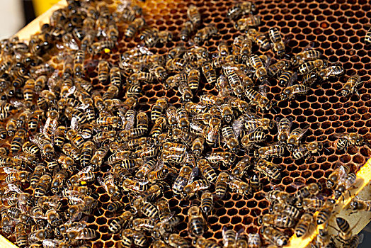 蜜蜂,意大利蜂,蜂窝