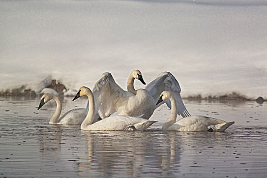 野天鹅,天鹅,河,冬天,黄石国家公园