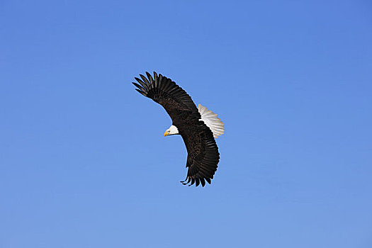 阿拉斯加,通加斯国家森林,白头鹰,飞,蓝天