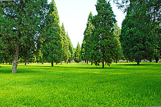 低视角草地