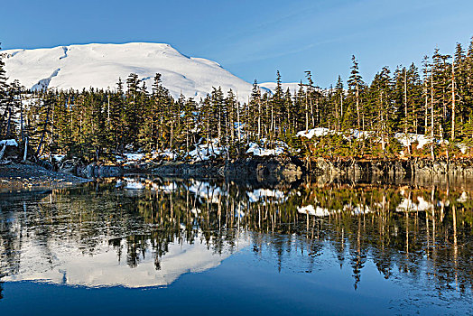 常青树,积雪,山,反射,平静,水,威廉王子湾,冬天,阿拉斯加,美国