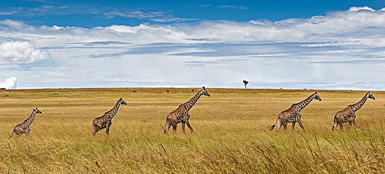 长颈鹿,牧群,走,马赛马拉,肯尼亚,非洲