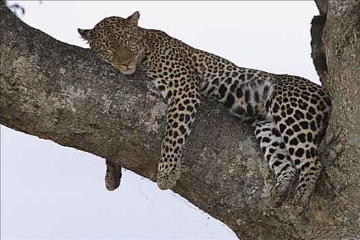豹,雌性,睡觉,荫凉,中午,高温,巨大,无花果树,枝条,马赛马拉国家保护区,肯尼亚,非洲