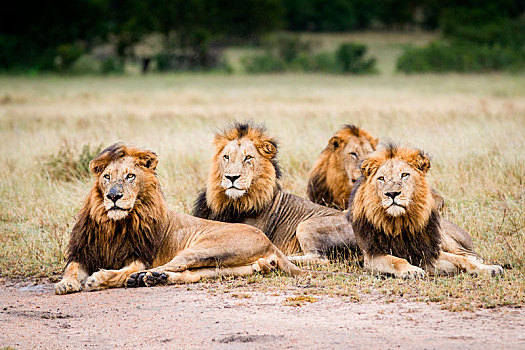 三个,雄性,狮子,卧,地上,排列,看别处,湿,毛皮