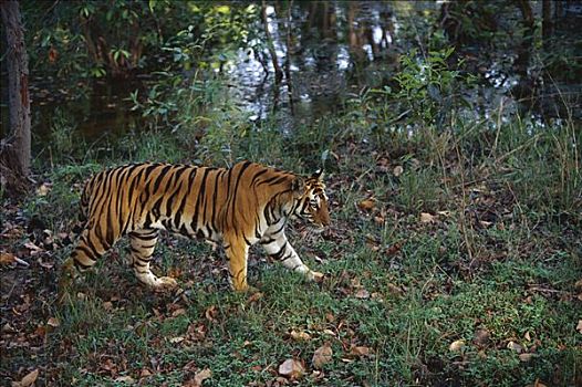 孟加拉虎,虎,女性,走,靠近,溪流,班德哈维夫国家公园,印度