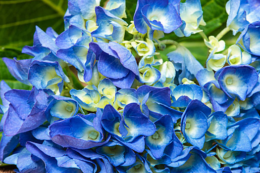 蓝色,八仙花属,特写