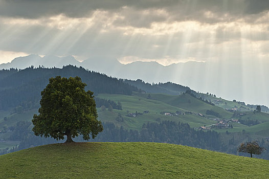 树,太阳光线,因特拉肯,瑞士