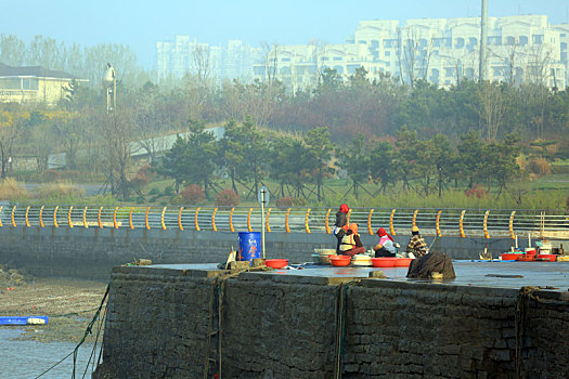 山东省日照市,清晨六点的渔码头开始醒来,人们在晨雾中忙碌