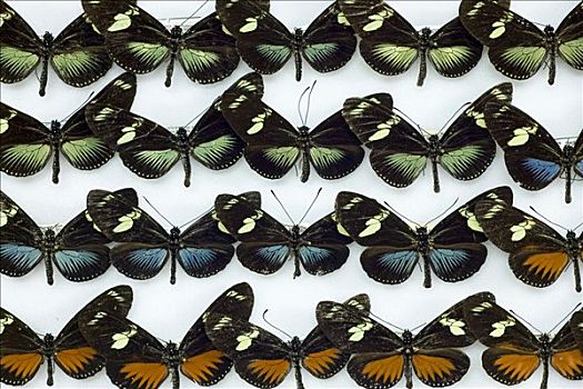 海里康属植物,蝴蝶,样本,收集,展示,彩色,物种,哥斯达黎加