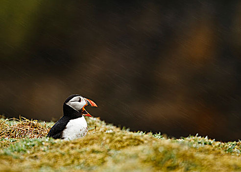 大西洋角嘴海雀,北极,成年,叫,降雨,斯科莫岛,彭布鲁克郡,威尔士,英国,欧洲