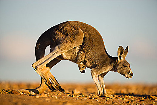红袋鼠,女性,蹦跳,幼兽,向外看,国家公园,新南威尔士,澳大利亚