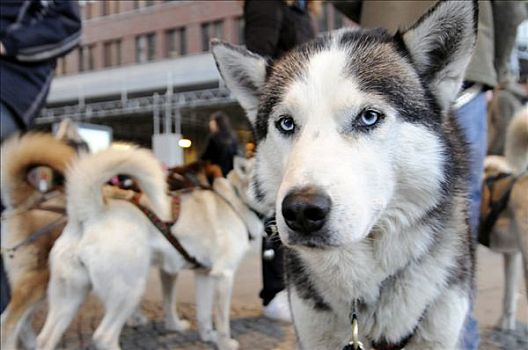 雪橇狗,波兹坦广场,柏林,德国,欧洲
