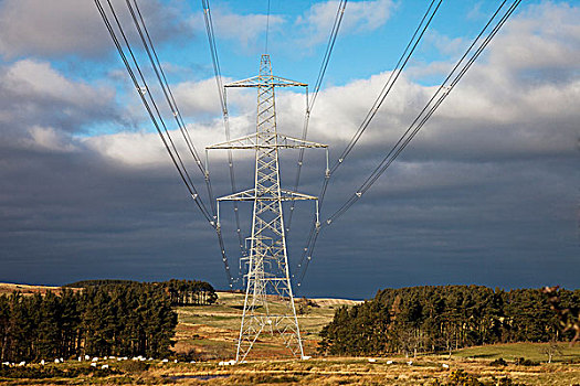绵羊,放牧,电力,传输线,悬吊,塔,诺森伯兰郡,英格兰