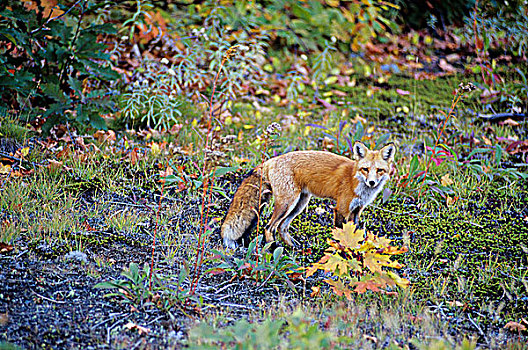 红狐,靠近,省立公园,安大略省,加拿大