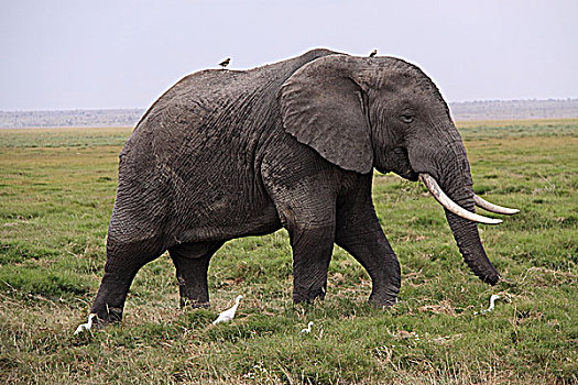 肯尼亚非洲象-侧面特写
