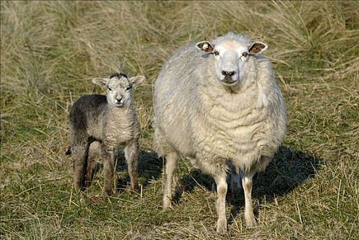 两个,家羊,绵羊,母羊