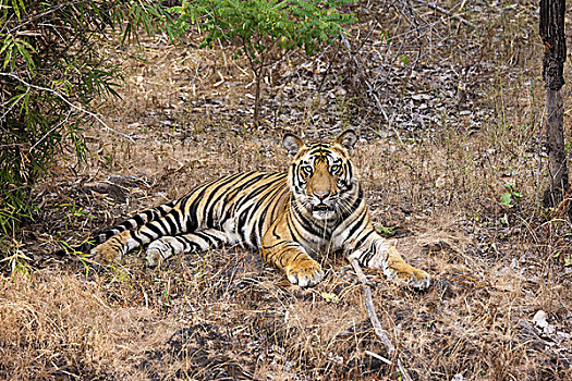 虎,班德哈维夫国家公园,印度