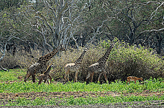 坦桑尼亚,禁猎区,长颈鹿
