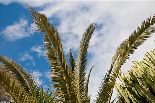 棕榈树,枝条,蓝天