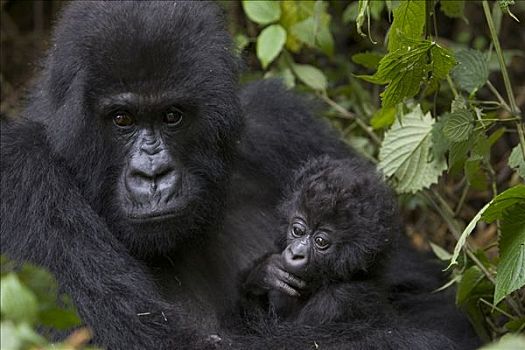山地大猩猩,大猩猩,母兽,拿着,三个,老,婴儿,濒危,国家,卢旺达