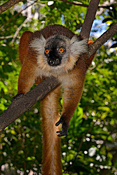 黑狐猴,西部,马达加斯加