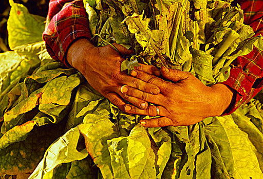 农业,烟草,农民,束,收获,鲜明,叶子,靠近,温斯顿-塞伦,北卡罗来纳,美国