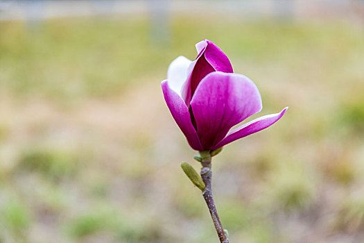 鲜花素材