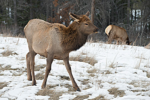 幼兽,驼鹿,放牧,雪中,遮盖,地点,碧玉国家公园,艾伯塔省,加拿大