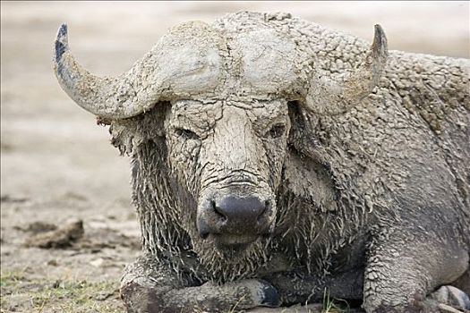 南非水牛,非洲水牛,遮盖,泥,纳库鲁湖国家公园,肯尼亚
