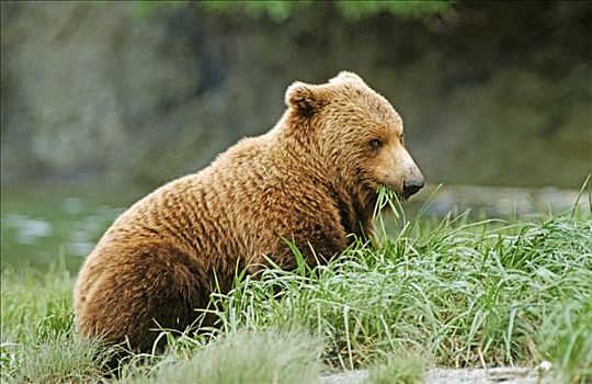 棕熊,吃草,卡特麦国家公园,阿拉斯加