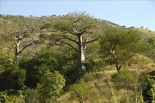 猴面包树,靠近,河,阿克苏姆,埃塞俄比亚