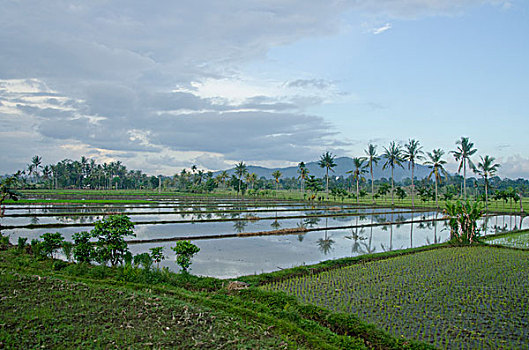 印度尼西亚,岛屿,龙目岛,特色,洪水,稻田