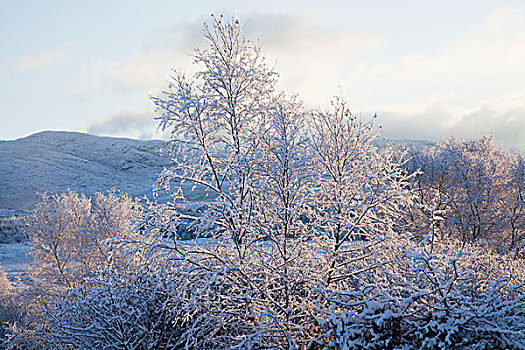 山,冬天,凯瑞郡,爱尔兰