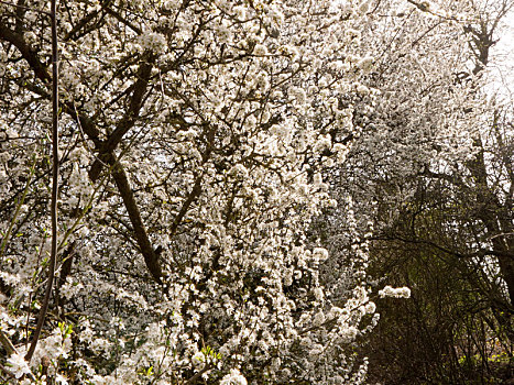 白花,春天,悬挂,树