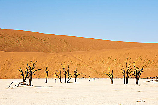 枯木,死亡谷,索苏维来地区,纳米比沙漠,公园,纳米布沙漠,纳米比亚