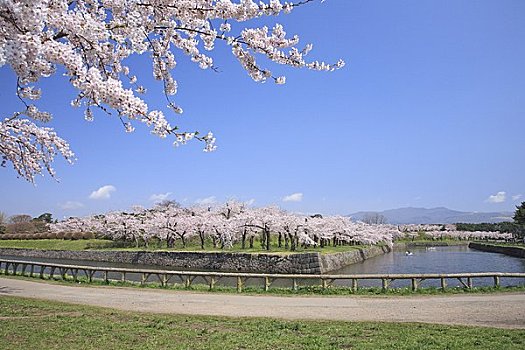 樱花,公园