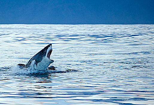 大白鲨,沙鲨属,跳跃,室外,水,靠近,海豹,海豹岛,福尔斯湾,南非