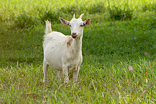 山羊,农场,哥斯达黎加
