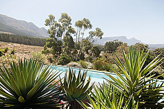 游泳池,芦荟,植物,前景,丘陵地貌