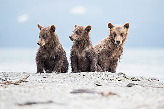 堪察加半岛,棕熊,坐,湖岸,湖,半岛,俄罗斯