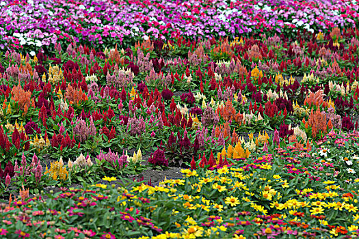 花,农场,富良野,北海道,日本,大幅,尺寸