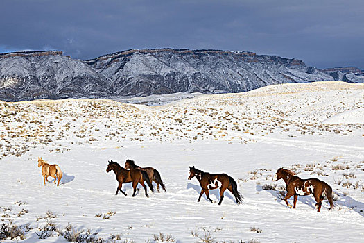 牧群,马,雪,风景