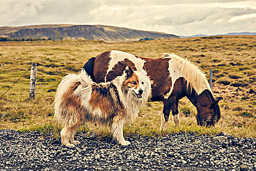 冰岛马,狗