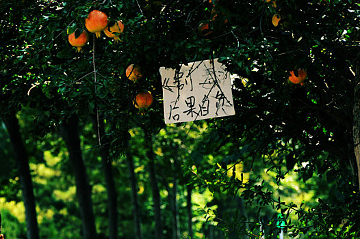 果树上的警示牌