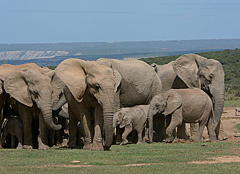 非洲,灌木,大象,非洲象,成年,幼兽,阿多大象国家公园,东开普省,南非