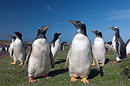 巴布亚企鹅,海狮,岛屿,福克兰群岛,南美