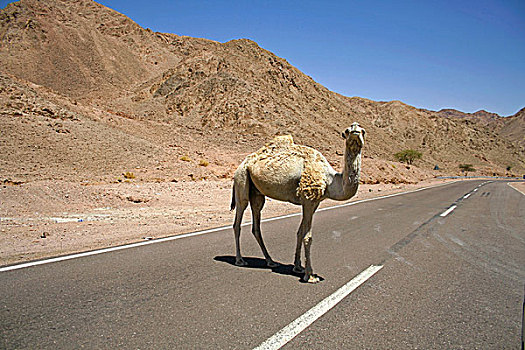 骆驼,红海,区域,西奈,埃及