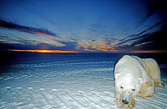 北极熊,哈得逊湾,加拿大,北美