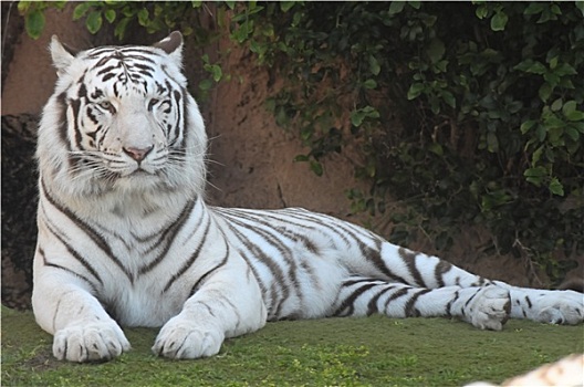 黑白,条纹,虎