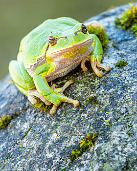 欧洲树蛙,无斑雨蛙,坐,岩石上,贝希特斯加登地区,巴伐利亚,德国,欧洲